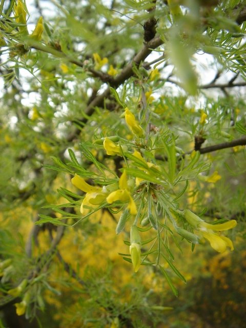 Caragana arborescens 'Pendula' P9 (2)